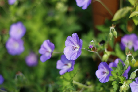 Flowers closeup in greenish bokeh background. Just beautiful, fresh, eyes candy photo made in...