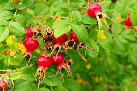 ripe briarの写真素材