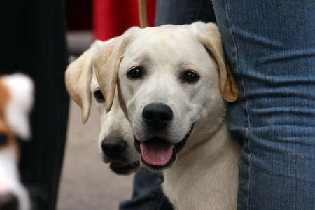 portrait of a young puppy labrador retrieverの写真素材