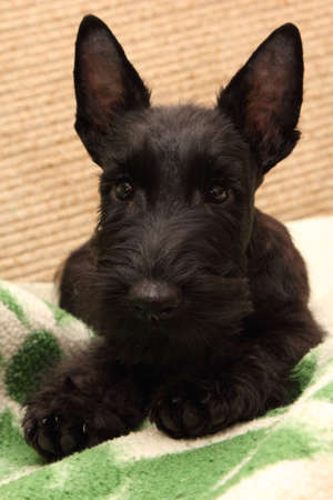 Scottish Terrier puppyの写真素材