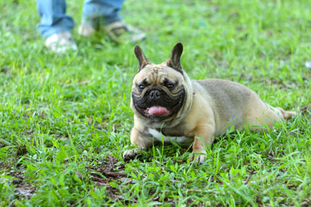 French bulldog lying on the grass in the parkの写真素材