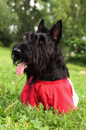 Scottish terrier dog in overalls walking in the parkの写真素材