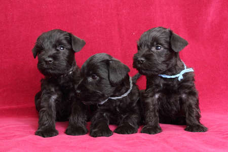 Miniature Schnauzer puppiesの写真素材