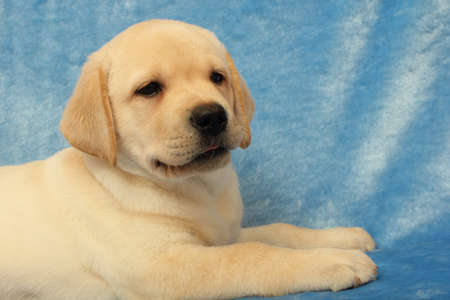  labrador puppy on the blue backgroundの写真素材