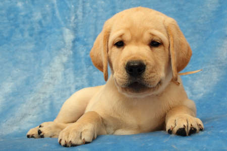  labrador puppy on the blue backgroundの写真素材
