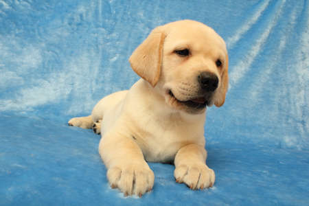  labrador puppy on the blue backgroundの写真素材