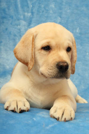 labrador puppy on the blue backgroundの写真素材