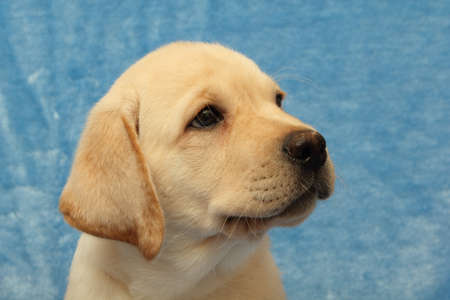  labrador puppy on the blue backgroundの写真素材