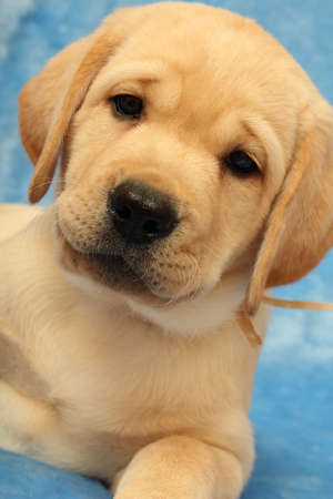  labrador puppy on the blue backgroundの写真素材
