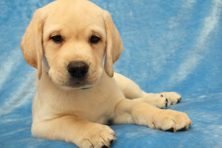  labrador puppy on the blue backgroundの写真素材
