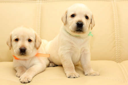 Group of adorable labrador puppiesの写真素材