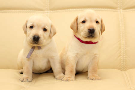 Group of adorable labrador puppiesの写真素材