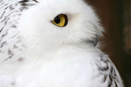 white polar owl sitting on a stick in the zooの写真素材