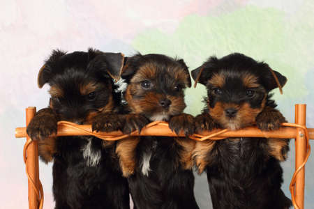 Three puppies Yorkshire terrier in a basketの写真素材