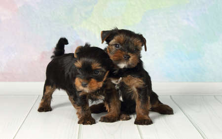 Two adorable puppy Yorkshire Terrierの写真素材