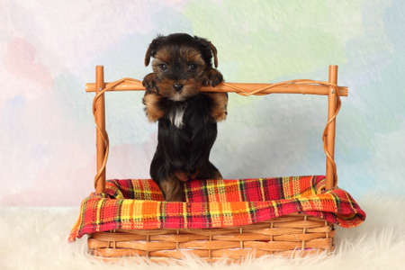 Yorkshire terrier puppy paws based on crossbarの写真素材