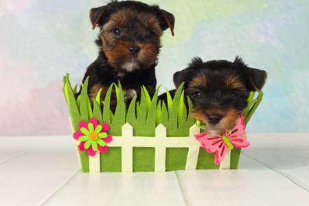 Two adorable puppy Yorkshire Terrier