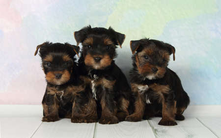Three adorable puppy Yorkshire Terrierの写真素材