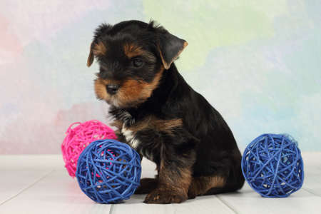 Portrait Yorkshire terrier puppy and wicker ballsの写真素材