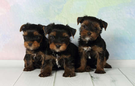 Three adorable puppy Yorkshire Terrierの写真素材