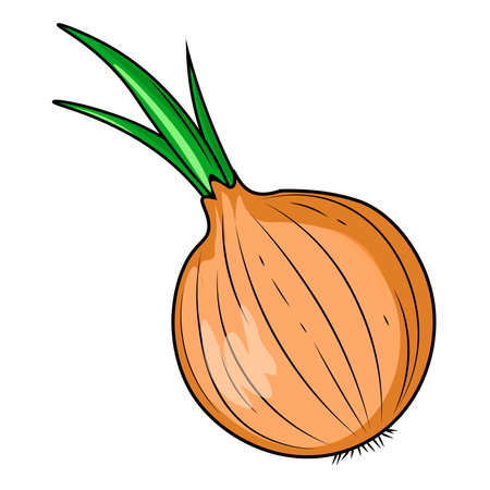 onion isolated on white backgroundのイラスト素材