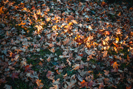 Bright yellow autumn birch leaves on the ground. Autumn natural background of dry leaves. Dry yellow...