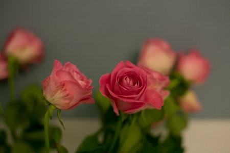 Pink roses in soft color. Made with blur style for background. Beautiful fresh blossoming flowers roses, spray roses. Blossom in vases and pails.の写真素材
