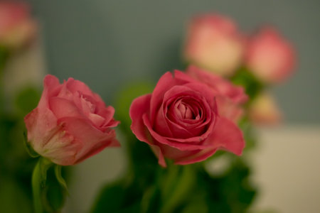 Pink roses in soft color. Made with blur style for background. Beautiful fresh blossoming flowers roses, spray roses. Blossom in vases and pails.の写真素材