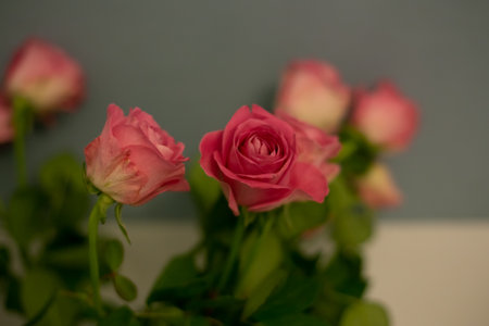 Bouquet of roses for Valentine Day. Made with blur style for background. Beautiful fresh blossoming flowers roses, spray roses. Blossom in vases and tails. . High quality photoの写真素材