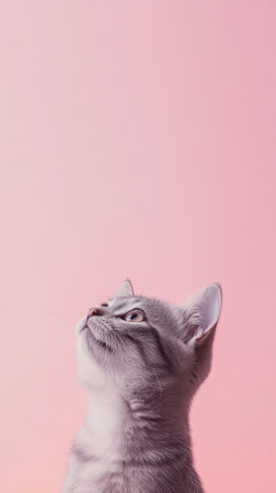 Funny kitten on a pink background. Place for your text.の素材