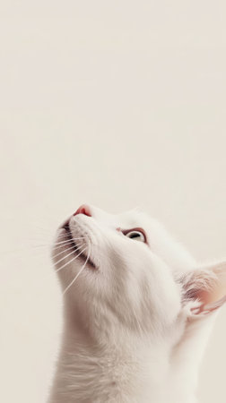 Cute white cat looking up on white background with copy space.の素材