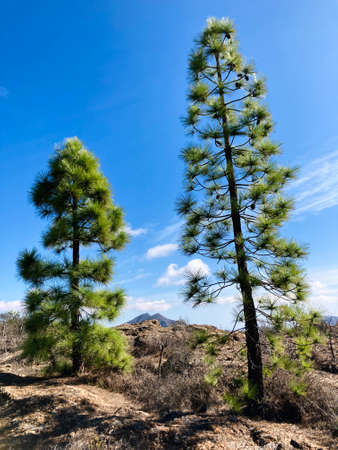 Hiking in mountains of Tenerife, Canary Islands, Spain.の写真素材
