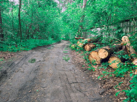 felling of trees in the forestの写真素材