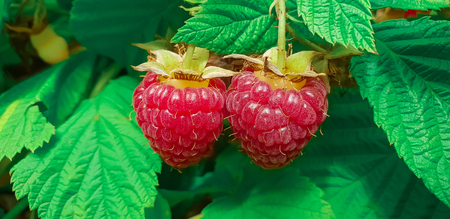 close-up of the ripe raspberry in the fruit garden