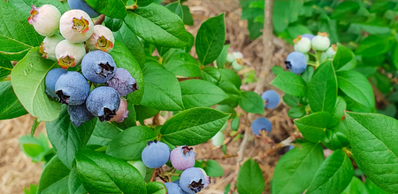 Fresh organic blueberries on the bush. Vivid colors