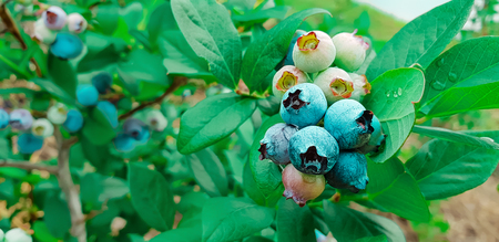 Fresh organic blueberries on the bush. Vivid colorsの写真素材