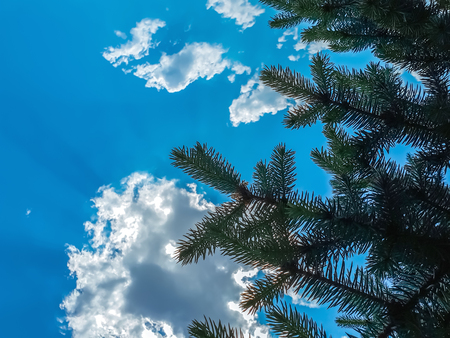 spruce branches against the blue skyの写真素材