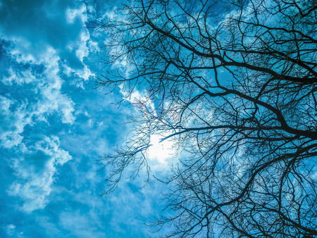 silhouette of bare branches against a dramatic cloudy blue sky, mystical imageの写真素材