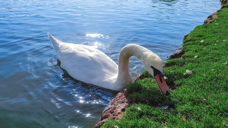 white swan swim near the shore, close-upの写真素材