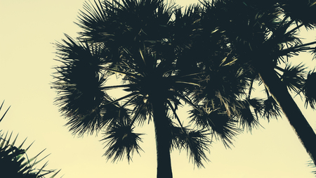 silhouettes of palm trees on the background of a clear sky, pastel toningの写真素材