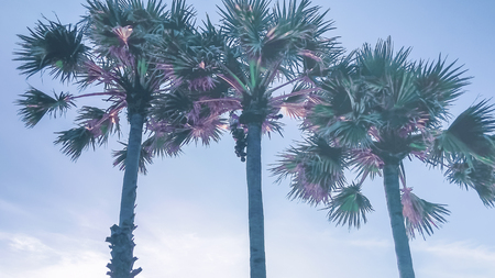 silhouettes of palm trees on the background of a clear sky, pastel toningの写真素材