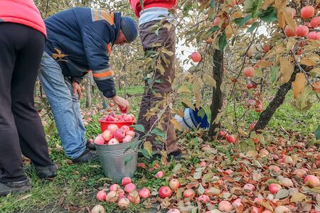 People gardeners collect the ripe apples from the trees in buckets, harvest, harvesting, people...