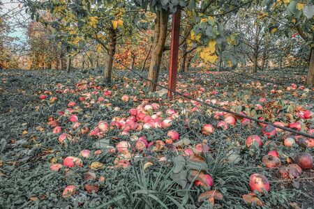 Many apples in apple orchard lying under tree, industrial applesの写真素材