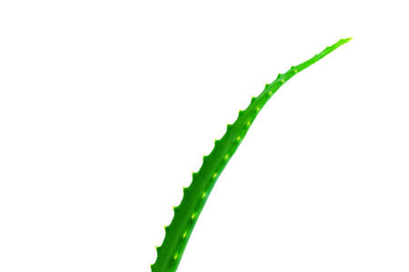 Natural cosmetics, juicy fresh green aloe leaf on white background, cosmetic care, medicinal plants, place for text, copy spaceの写真素材