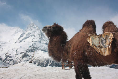 asian camel in the mountains in winterの写真素材