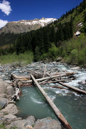 Summer in the mountains, the summer season in the alpine zoneの写真素材