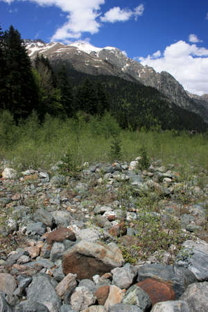 Summer in the mountains, the summer season in the alpine zoneの写真素材