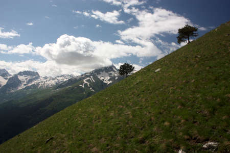 Top with a lone tree, free standing pine in the mountainsの写真素材