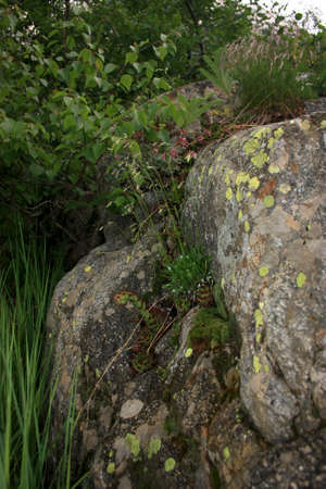 Summer in the mountains, the summer season in the alpine zoneの写真素材