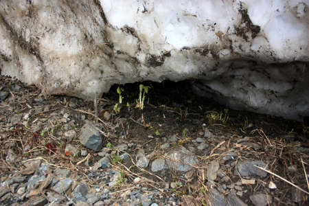 Summer in the mountains, the summer season in the alpine zoneの写真素材